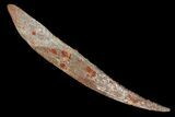 Fossil Shark (Hybodus) Dorsal Spine - Morocco #106532-1